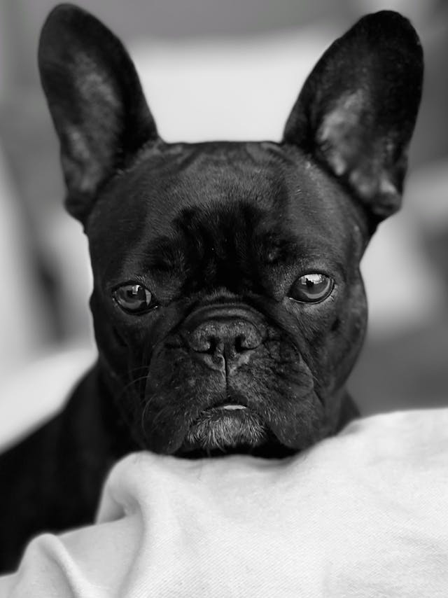 French Bulldog relaxing